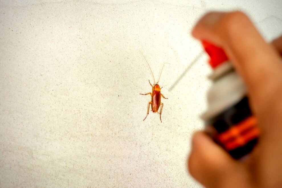 La imagen muestra a una persona aplicando insecticida sobre una cucaracha que se encuentra en una pared. Representa una acción de control de plagas para mantener los espacios del hogar más limpios y protegidos.