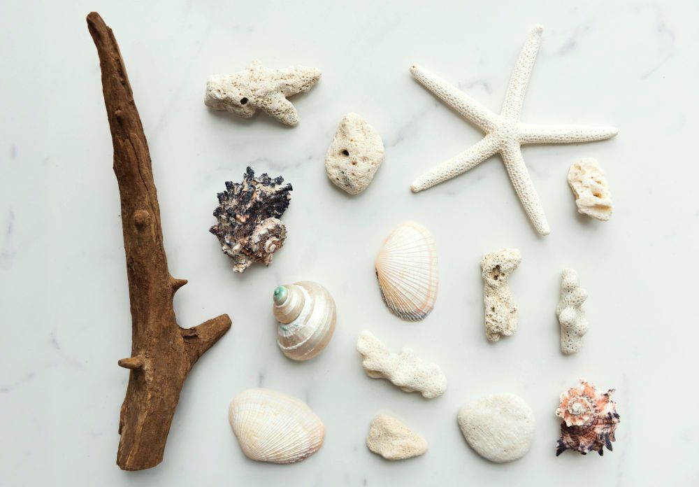 Una colección de conchas marinas
